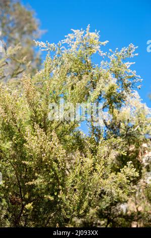 Erica arborea, the tree heath or tree heather, is a species of flowering plant (angiosperms) in the heather family Ericaceae.. Stock Photo