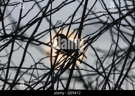European robin, Erithacus rubecula, singing with full moon rising behind Stock Photo