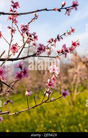 Peach fruit tree blossom in spring Stock Photo