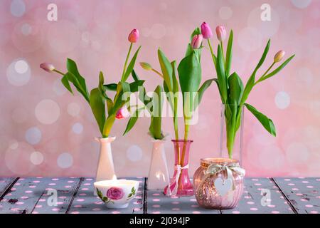 Pink tulips stand in several vases. Pink bokeh background. They stand on weathered blue wooden floorboards with white dots. Stock Photo