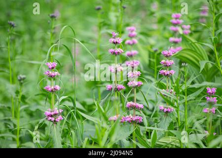 Phlomoides tuberosa or Jerusalem Sage blooming plant is a famous medicine herb Stock Photo