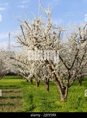 Plum Fruit Trees Flowering In Spring Stock Photo - Alamy