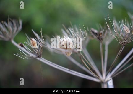 dried wild flower seed head isolated on a natural green background Stock Photo