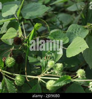 A young green lizard on top of a wild bush and looking down at a prey Stock Photo