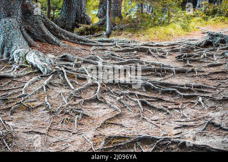 A powerful root system of a pine tree in a dense forest. Ecosystem and ...