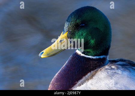 Close up portrait of a male mallard, Anas platyrhynchos, is a dabbling duck that breeds throughout the temperate and subtropical Americas, Eurasia, and North Africa,live in wetlands,eat water plants and small animals. High quality photo