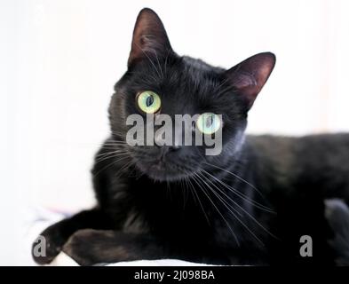 A black shorthair cat with large green eyes looking at the camera with a head tilt