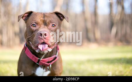 A happy Staffordshire Bull Terrier Pit Bull mixed breed dog wearing a red Martingale style collar Stock Photo