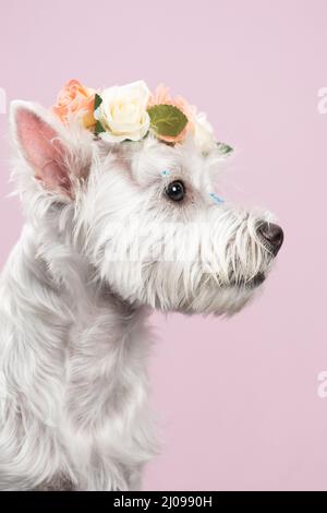 A vertical shot of a cute west highland white dog with a floral headband Stock Photo