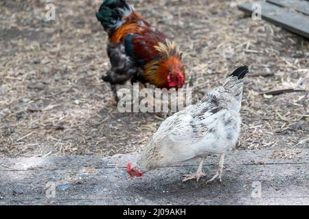 domestic chickens and hens grazing in the farm yard Stock Photo
