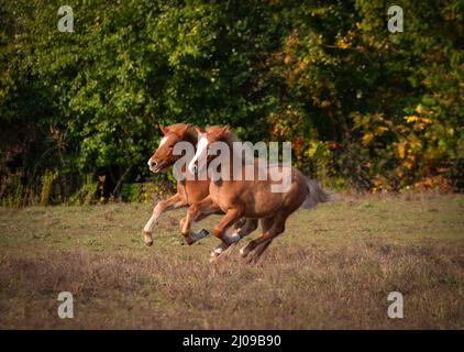 Two Icelandic fillies play in the autumn pasture Stock Photo
