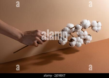 Woman hand with cotton brunch on beige background. Soft white flowers. Tenderness. Space for text. Stock Photo