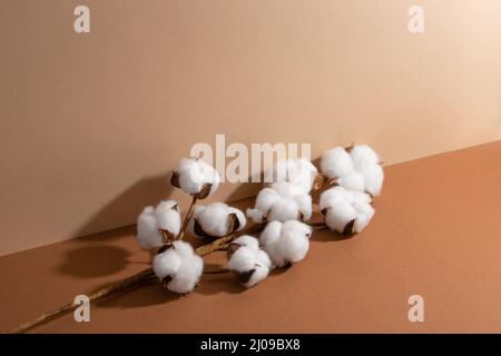 The cotton brunch on beige background. Soft white flowers. Tenderness. Space for text. Stock Photo