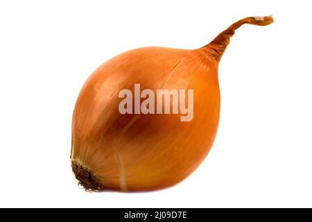 One yellow onion isolated on white background Stock Photo