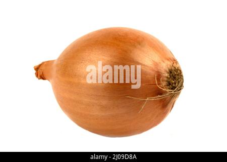 One yellow onion isolated on white background Stock Photo