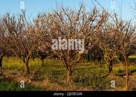 Apricot fruit tree flowering closeup view Stock Photo