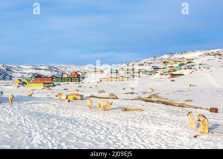 Sledding dogs and Inuit houses on the rocky hills covered in snow, Ilulissat, Avannaata municipality, Greenland Stock Photo