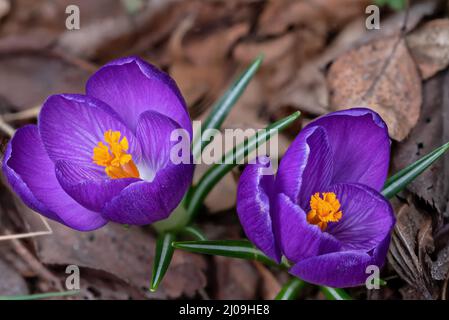 Purple and gold crocus flowers pushing thru a bed of dead leaves. It is a genus of flowering plants in the iris family Stock Photo