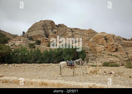 Horse at Petra in Jordan Stock Photo