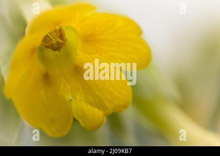 Close of on a yellow cowslip flower (Primula veris) showing the pollen covered stamens whilst growing in the grassland of Therfield Heath in Hertfordshire Stock Photo