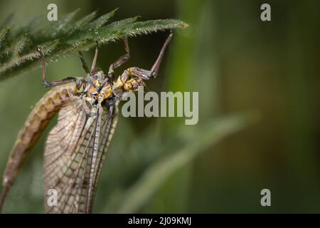 The adult common mayfly (Ephemera danica) sits in the nettles around the fenland at Lakenheath fen Stock Photo