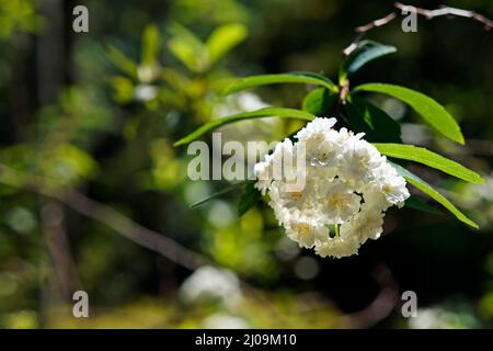 Bridalwreath spirea flowers (Spiraea prunifolia) on garden Stock Photo