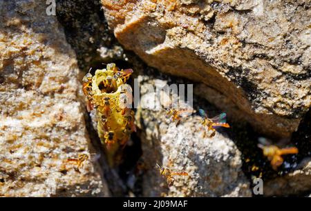 Little stingless bees (Tetragonisca angustula) guarding the nest-entrance Stock Photo