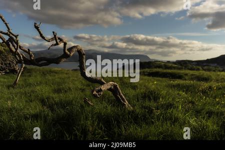 Mountain landscape with dead tree on the foreground Stock Photo