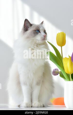 Big, long haired white cat (ragdoll blue bicolour) with blue eyes sitting in a sunny room on the table next to the vase with yellow tulips. Stock Photo