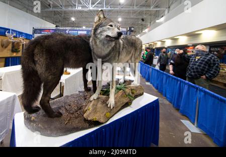 Mississauga, Canada. 17th Mar, 2022. People look at animal specimens during the 2022 Toronto Sportsmen's Show in Mississauga, the Greater Toronto Area, Canada, on March 17, 2022. As the biggest event for outdoor enthusiasts in Ontario, the 2022 Toronto Sportsmen's Show is held here from March 17 to 20. Credit: Zou Zheng/Xinhua/Alamy Live News Stock Photo