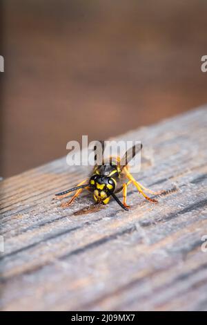 The german wasp (Vespula germanica) chews the wooden railing to collect wood for the nest at the nature reserve at Lakenheath Fen, Suffolk Stock Photo