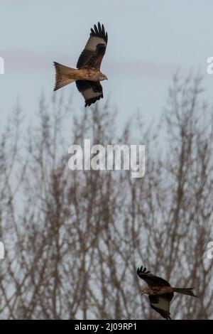 Flying Red Kites (Milvus milvus) flying Flying Red Kites (Milvus milvus) flying
