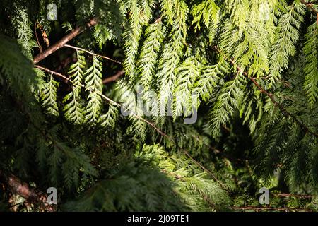 Beautiful shot of branches and green leaves on the trees in the park in bright sunlight Stock Photo