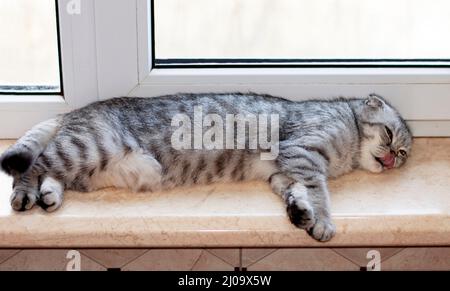 Scottish fold tabby cat lies on the windowsill and licks its lips, beautiful domestic cats are pedigreed, a cat in the house Stock Photo