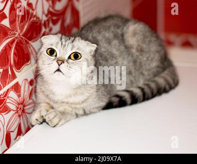 Scottish fold tabby gray cat, beautiful purebred domestic cats, cat in the house, cat in the bathroom Stock Photo
