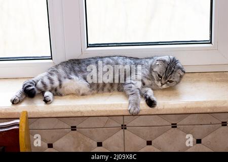 Scottish cat is resting lying on the windowsill, beautiful pedigreed domestic cats, a cat in the house, a cat in the kitchen Stock Photo