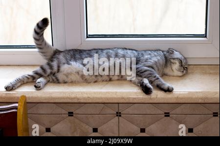 Scottish fold gray cat sleeps on the windowsill, beautiful purebred domestic cats, a cat in the house, a cat in the kitchen Stock Photo