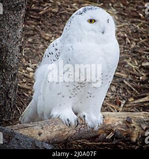 snowy owl  Calgary Zoo Alberta Stock Photo