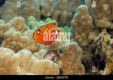 This juvenile yellowtail wrasse, Coris gaimard, looks completely different as an adult, Hawaii. Stock Photo