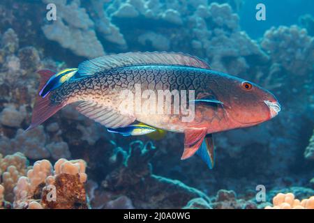 The initial phase of a redlip parrotfish, Scarus rubroviolaceus. This individual has flared its fins in hope that these two endemic Hawaiian cleaner w Stock Photo