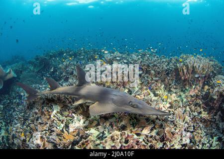 The bowmouth guitarfish, Rhina ancylostoma, is also known as a shark ray or mud skate, Philippines. This large species can reach eight feet in length Stock Photo