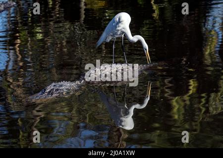 Orlando, USA. 17th Mar, 2022. A great egret riding an alligator at Gatorland Bird Rookery in Kissimmee, Florida on March 17, 2022. Gatorland, is known as The Alligator Capital of the World®, and has a 10 acre natural bird rookery. (Photo by Ronen Tivony/Sipa USA) *** Please Use Credit from Credit Field *** Credit: Sipa USA/Alamy Live News Stock Photo