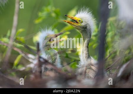 Orlando, USA. 17th Mar, 2022. A recently hatched baby Egret bird in a nest at the Gatorland Bird Rookery in Kissimmee, Florida on March 17, 2022. Gatorland, is known as The Alligator Capital of the World®, and has a 10 acre natural bird rookery. (Photo by Ronen Tivony/Sipa USA) *** Please Use Credit from Credit Field *** Credit: Sipa USA/Alamy Live News Stock Photo