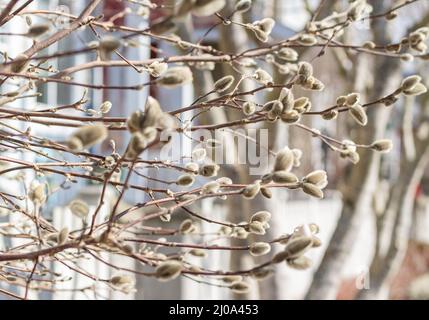 Tree buds in spring. Young buds on branches against blurred background. Beautiful Fresh spring Natural background. Street photo, blurred, selective fo Stock Photo