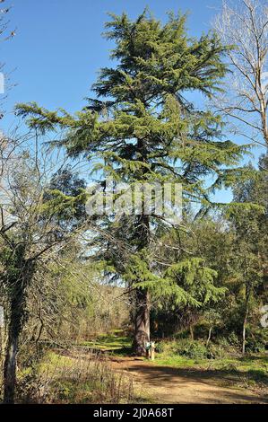 Can Valls cedar in the Olzinelles valley in the Vàlles Oriental region, province of Barcelona, Catalonia, Spain Stock Photo