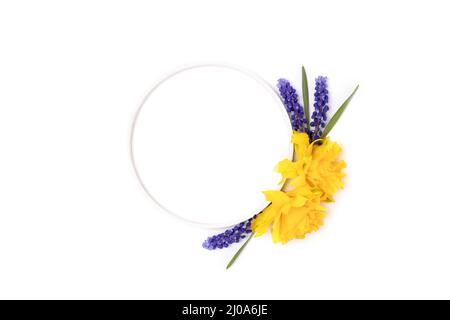 Round frame made of narcissus and muscari flowers on a white background. Stock Photo