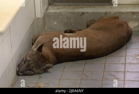 Munich, Germany. 17th Mar, 2022. A puma lies in an enclosure in the exotic animal house of the Auffangstation für Reptilien München e.V. The adult puma was discovered by the police during the control of a car in the Upper Palatinate. The officers found the animal on 15.03.2022 in a wooden box when they checked the car of a 30-year-old from Baden-Württemberg in Neunburg vorm Wald. Credit: Sven Hoppe/dpa/Alamy Live News Stock Photo
