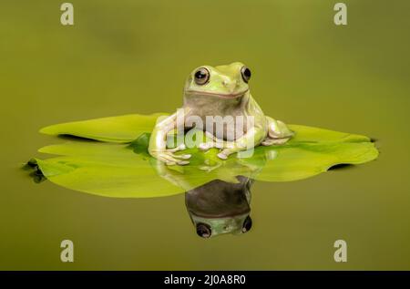 A Whites Tree frog, (Ranoidea caerulea), on a Lily Pad in a pond (with reflection) Stock Photo