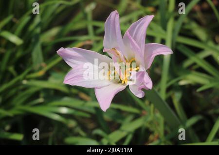 Zephyranthes simpsonii pink,This is one kind of rain lily.Rain lilies are pretty in pink.This flower is so beautiful with white ,pink and yellow color. Stock Photo