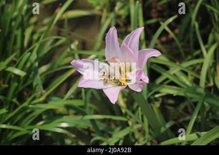 Zephyranthes simpsonii pink,This is one kind of rain lily.Rain lilies are pretty in pink.This flower is so beautiful with white ,pink and yellow color. Stock Photo